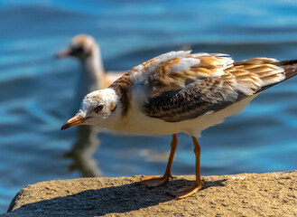 seagull on the beach