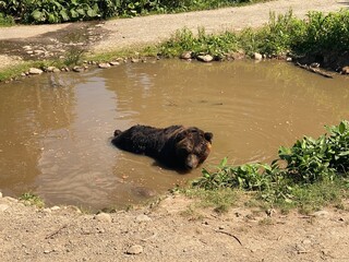 bear in water