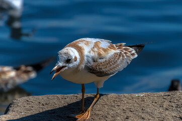 seagull on the beach