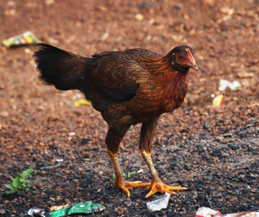  Chicken watching and running 