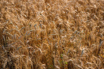 Ripe ears of wheat in the field on the setting sun.