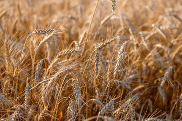 Ripe ears of wheat in the field on the setting sun.