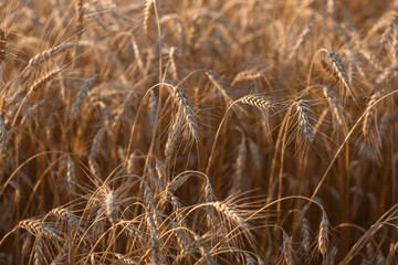 Fototapeta premium Ripe ears of wheat in the field on the setting sun.