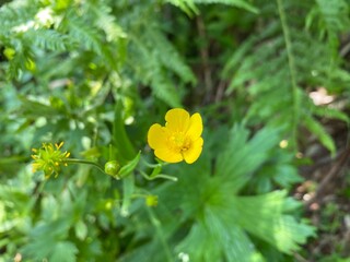 yellow flower