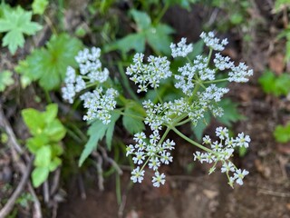 flowers in the forest