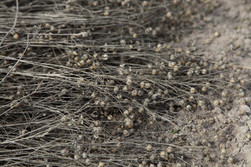 Linum stems with boxes on the groung, linen raw harvesting