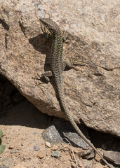 Spiny-Tailed Lizard (Darevskia rudis)