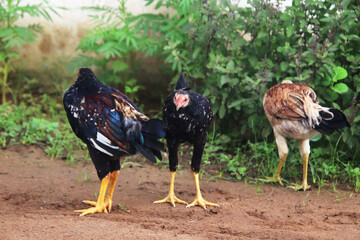 three Chicken watching and running 