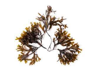 Fucus seaweed isolated on white background. Baltic sea. Latvia, © Olga Ionina
