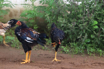 two Chicken watching and running 