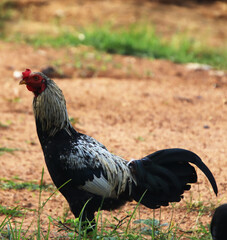  Chicken watching and running 