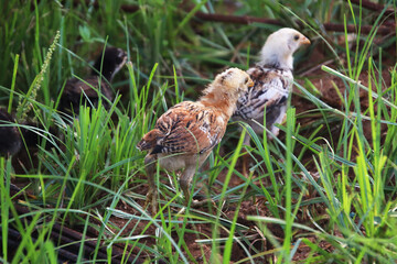 two Chicken baby watching and running 