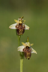Ophrys umbilicata