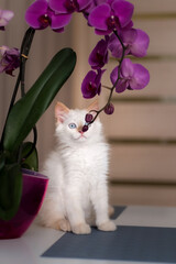Portrait cat meows with orchid. Cat at home.  Little cat siting  and looking up at camera. 