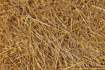 Brown dry hay bale background texture at autumn day, forage preperation on the Farm
