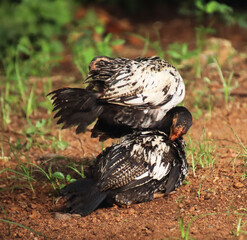 two chickens making love