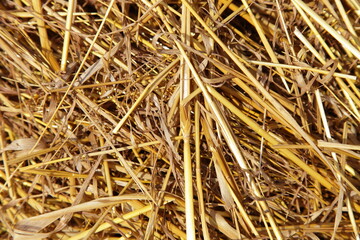 Dry yellow Oats hay bale close up at Sunny summer day texture for background