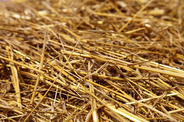 Golden Oat dry straw bale close-up background in perspective