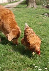 chien poule