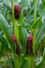 Group of three sweet corn plants growing in together with purple silks