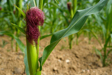 Sweet corn with purple sliks growing in the summer sun
