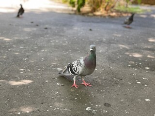 pigeons in the park