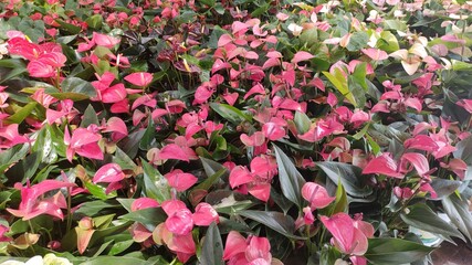 Group of Anthurium flower in park