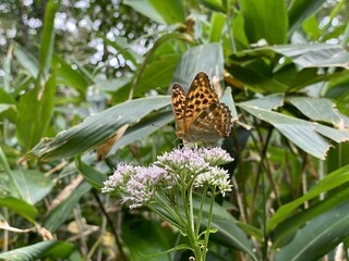 butterfly on a flower