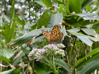 butterfly on a flower