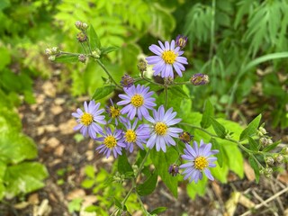 flowers in the garden