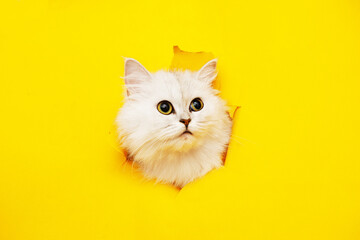 Fototapeta premium Funny white cute kitten with beautiful big eyes on bright trendy yellow background. Lovely fluffy cat climbs out of hole in colored background. Free space for text.