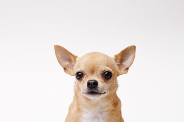 Portrait of cute puppy chihuahua. Little smiling dog on gray background. Free space for text.