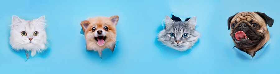 Funny gray kitten and smiling dogs with beautiful big eyes on trendy blue background. Lovely fluffy cats, puppy of pomeranian spitz and pug climbs out of hole in colored background.