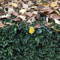 The meeting of summer and autumn reflected in the leaf after the rain