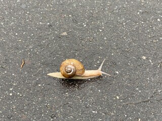 snail on the road