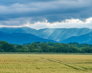 Fototapeta premium 여름 농촌 풍경