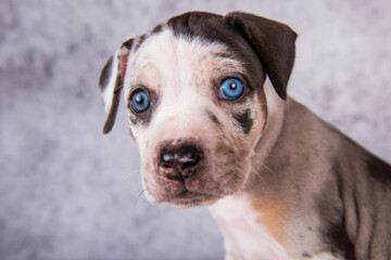 Louisiana Catahoula Leopard Dog puppy close up portrait
