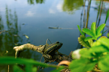 A large frog sits on a dry branch on a pond. 