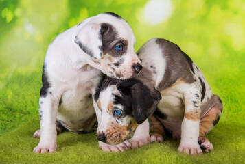 Two Louisiana Catahoula Leopard Dogs puppies on green background