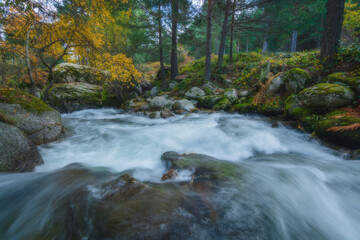 Naklejka na ściany i meble River waterfall landscape in autumn forest with orange and yellowish leaves of the trees at Guadarrama national park, Lozoya river, Spain