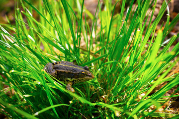 A large river frog that sits on a green bush. wildlife.