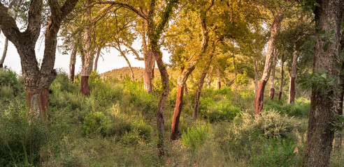 Cork oak forest in the rays of the setting sun. Production of natural cork from cork oak bark,...