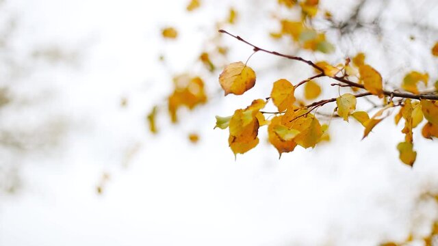 Orange and yellow color nature leaves on the branches tree in autumn forest