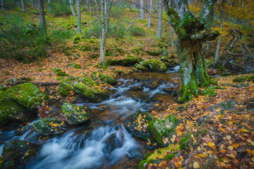 River waterfall landscape in autumn forest with orange and yellowish leaves of the trees at Guadarrama national park, Lozoya river, Spain