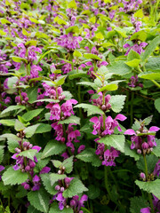 Bunte Nesseln im Wald