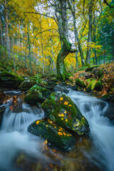 Naklejka na ściany i meble River waterfall landscape in autumn forest with orange and yellowish leaves of the trees at Guadarrama national park, Lozoya river, Spain