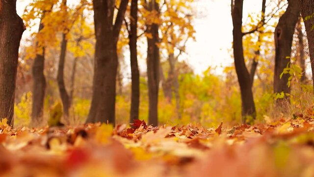 Colorful orange maple leaves is falling in autumn park. Colorful fall season. Slow motion