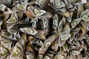 zenithal plane of cactus plants valid for wallpaper.