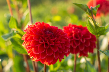 Natural red dahlia flower on a green background close-up.