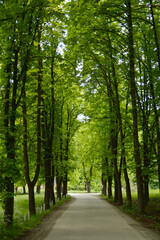 green chestnuts trees alley